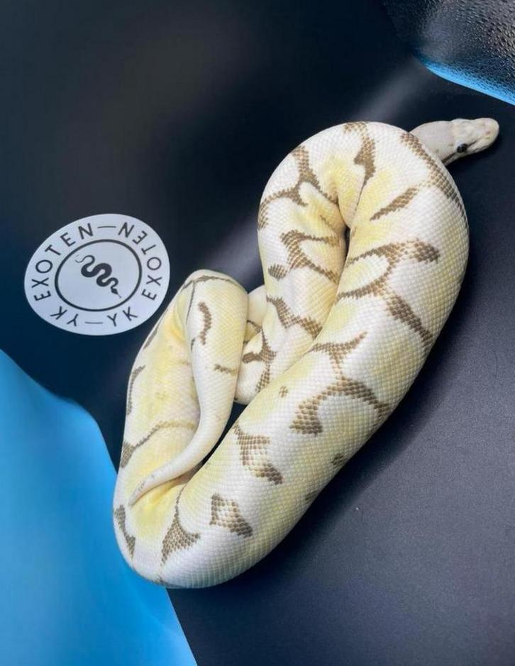 Ball Python dame Enchi Spider Desert Ghost, Dieren en Toebehoren, Reptielen en Amfibieën, Slang, 0 tot 2 jaar