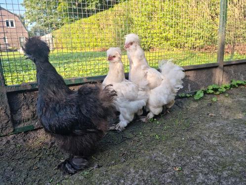 3 schitterende zijdehoen hennetjes '25 zeer kleine krieltjes, Dieren en Toebehoren, Pluimvee, Kip, Vrouwelijk