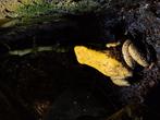 Phyllobates terribilis golddust, Dieren en Toebehoren