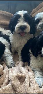 Unieke kruising Cocker Spaniel / Maltezer mini’s, Dieren en Toebehoren, Overige rassen, CDV (hondenziekte), 8 tot 15 weken, Meerdere