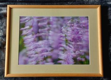 Struik- of dopheide (foto) in Barth wissellijst van 40x50 cm beschikbaar voor biedingen