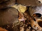 Luipaardgekko inclusief terrarium en toebehoren, Dieren en Toebehoren, Reptielen en Amfibieën, Hagedis, Met terrarium, 3 tot 6 jaar