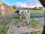 te koop: jonge dikbil vaarzen, Dieren en Toebehoren, Runderen, Vrouwelijk