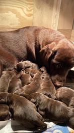 Bruine labrador pups, Dieren en Toebehoren, Honden | Retrievers, Spaniëls en Waterhonden, Teef, Labrador retriever, Meerdere, 3 tot 5 jaar