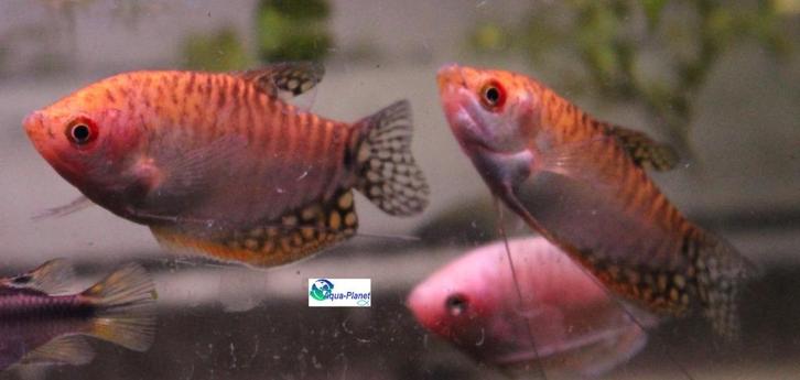 Goud Gourami, Dieren en Toebehoren, Vissen | Aquariumvissen, Zoetwatervis, Vis