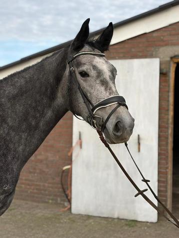 Knappe allround merrie tekoop beschikbaar voor biedingen