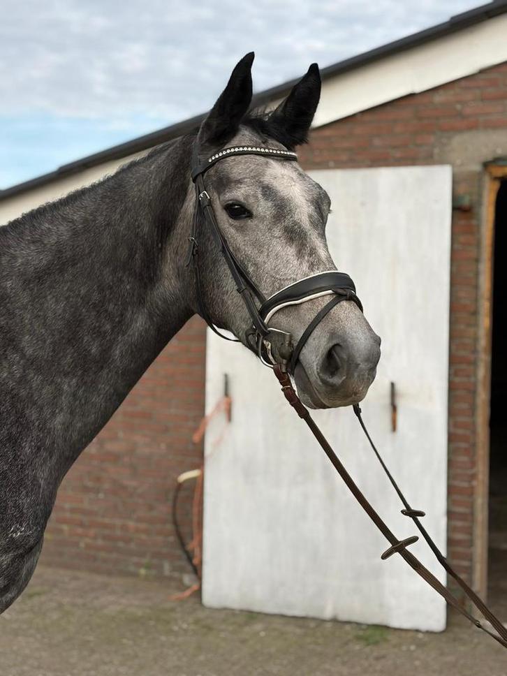Knappe allround merrie tekoop, Dieren en Toebehoren, Paarden, Merrie, 3 tot 6 jaar, Springpaard