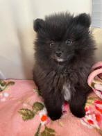 Een prachtige pomeriaan/dwergkees pup💙reu)., Keeshond, 8 tot 15 weken, Parvo, Meerdere