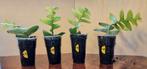 Marniera, Huis en Inrichting, Kamerplanten, Cactus, Minder dan 100 cm, Groene kamerplant, Halfschaduw