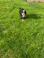 Berner sennen pups 2 teefjes, Augustus, Vrouwelijk