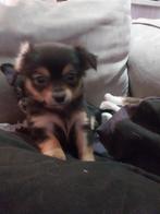 3 langharige  chiuahua.s alle 3 jongens zoeken een nieuw hui, Rabiës (hondsdolheid), 8 tot 15 weken, Meerdere, Meerdere dieren
