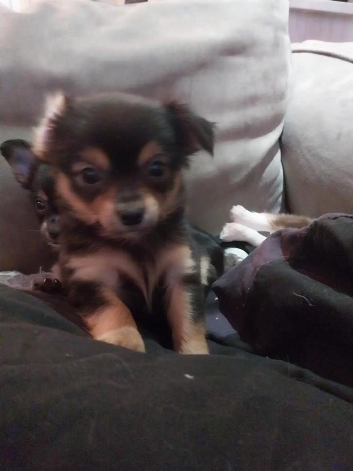 3 langharige  chiuahua.s alle 3 jongens zoeken een nieuw hui, Dieren en Toebehoren, Honden | Chihuahua's en Gezelschapshonden