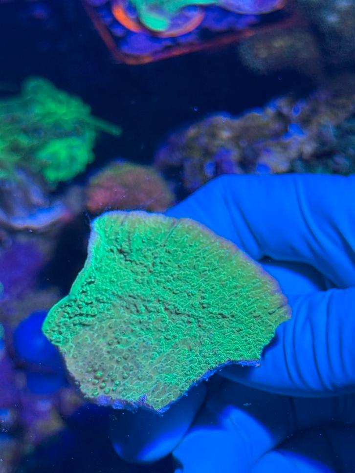 Koraal stekken, Dieren en Toebehoren, Vissen | Aquariumvissen, Overige typen