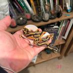 Piebald 100% het albino vrouw 2023, 0 tot 2 jaar, Tam