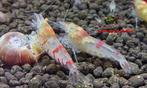 Red taitibee OE garnalen caridina, Dieren en Toebehoren, Kreeft, Krab of Garnaal, Zoetwatervis