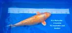 Kin Matsuba - vrouwtje, Karper of Koi