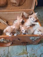 We hebben onze koffer al gepakt!, Dieren en Toebehoren