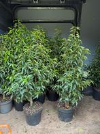 Portugese laulieren hoogte 100/110 mooi vol in pot 30 stuks, Ophalen, Laurier, Haag, 100 tot 250 cm