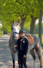 Zeer fijne 5 jarige c kinder/sportpony, B, Gechipt, Ruin, Dressuurpony