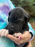 Duitse dog pups, Dieren en Toebehoren, Honden | Bulldogs, Pinschers en Molossers, Particulier, Rabiës (hondsdolheid), Overige rassen