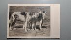 Windhonden hazewind honden, Ophalen of Verzenden, 1940 tot 1960, Ongelopen, Hond of Kat