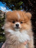 Pomeranian | Pomeranian | puppy | Born in NL | Stand, Particulier, Rabiës (hondsdolheid), Keeshond, 8 tot 15 weken