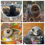 Lieve Pomeriaan/dwergkees pups te koop! Pomeranian, 8 tot 15 weken, Meerdere, Meerdere dieren, Nederland