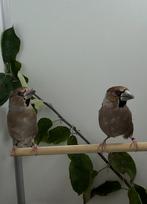 Koppel Europese Appelvinken, Dieren en Toebehoren, Vogels | Overige Vogels, Meerdere dieren, Wildzangvogel, Geringd