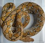Retic vrouw, n.k. 21-4-2023, Slang
