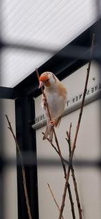 Gezond en fris koppel putters, Meerdere dieren, Wildzangvogel, Geringd