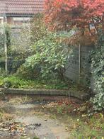 Grote Rododendron, Ophalen of Verzenden, Overige soorten, Volle zon