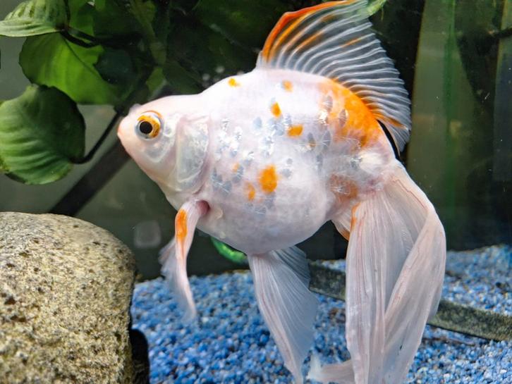 Juwel 125 met oase pomp, Dieren en Toebehoren, Vissen | Aquariumvissen, Zoetwatervis, Overige typen, Schoolvis