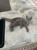 Britse korthaar kitten, Dieren en Toebehoren, Katten en Kittens | Raskatten | Korthaar, Kater