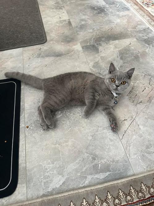 Britse korthaar kitten, Dieren en Toebehoren, Katten en Kittens | Raskatten | Korthaar, Kater
