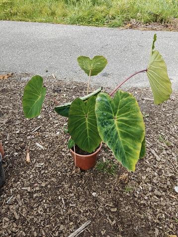 Colocasia pink china beschikbaar voor biedingen