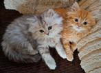 Prachtige britse langhaar kittens te koop aangeboden, Dieren en Toebehoren, Katten en Kittens | Raskatten | Langhaar, Meerdere dieren