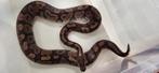 Volwassen Koningspython mannen. Python regius slangendag, Dieren en Toebehoren, Reptielen en Amfibieën, Slang, 3 tot 6 jaar