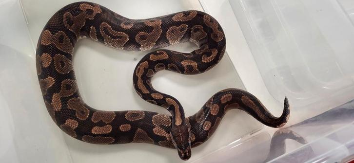 Volwassen Koningspython mannen. Python regius slangendag, Dieren en Toebehoren, Reptielen en Amfibieën, Slang, 3 tot 6 jaar
