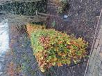 beukenhaag groen, Tuin en Terras, Planten | Bomen, Ophalen of Verzenden, Bloeit niet, Halfschaduw, Overige soorten