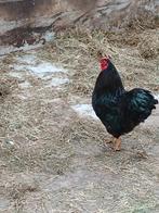 Wyandotte kriel hanen, Dieren en Toebehoren, Mannelijk, Kip
