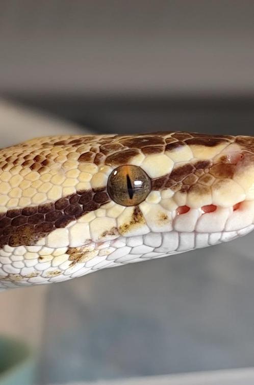 1.1 Python regius, Dieren en Toebehoren, Reptielen en Amfibieën, Slang, 3 tot 6 jaar, Tam