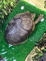 Muskusschildpad waterschildpad (Sternotherus odoratus), Dieren en Toebehoren, Schildpad, Tam, 3 tot 6 jaar