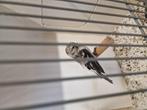 1-0 witstuit barmsijs, Dieren en Toebehoren, Mannelijk, Wildzangvogel, Geringd