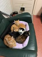 4 kittens te koop, Dieren en Toebehoren, Katten en Kittens | Overige Katten, Meerdere dieren