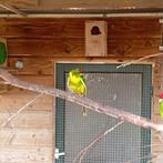 5 geel bonte kakarikies., Mannelijk, Parkiet, Geringd