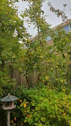 appelbomen, Tuin en Terras, Ophalen, Overige soorten