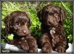 Bordoodle pups. ( bordoodle x Labradoodle, Dieren en Toebehoren, Nederland, Overige rassen, 8 tot 15 weken, CDV (hondenziekte)