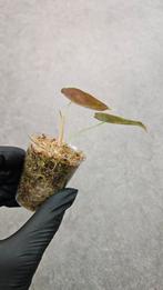 Alocasia Cuprea Gold Variegata, Ophalen of Verzenden, Halfschaduw, Minder dan 100 cm