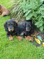 Dwerg teckel pups langharig, CDV (hondenziekte), 8 tot 15 weken, Dwerg, Langhaar