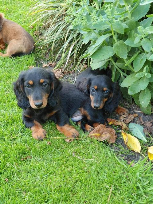 Dwerg teckel pups langharig, Dieren en Toebehoren, Honden | Teckels en Dashonden, Meerdere dieren, Langhaar, Dwerg, Particulier